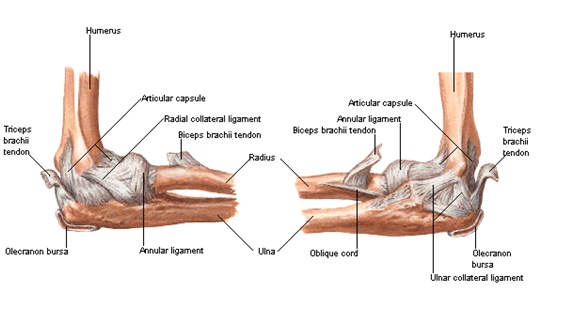 hyperextension anatomy